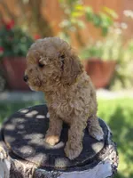 Maple, a female Poodle - Toy  and Poodle - Miniature  for sale in West Sacramento, CA – 3 of 5