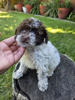 Willow, a female Poodle - Toy  for sale in West Sacramento, CA – 7 of 10