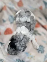 Boba, a male Poodle - Toy  for sale in West Sacramento, CA – 3 of 3