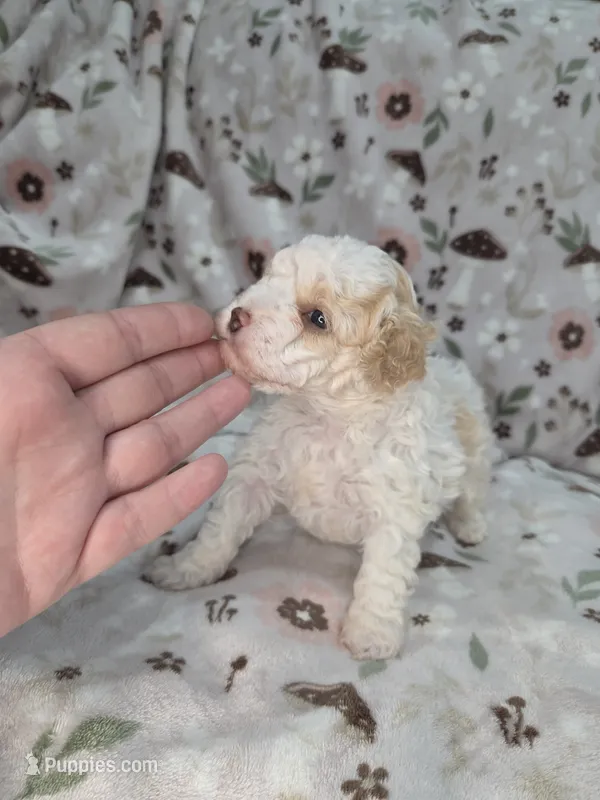 Magnus  – Poodle - Miniature  puppy for sale in West Sacramento, CA