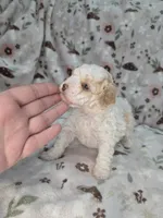 Magnus , a male Poodle - Miniature  for sale in West Sacramento, CA – 1 of 2