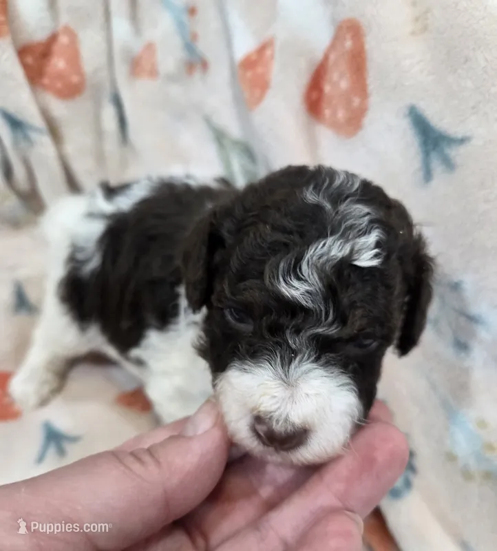 Twix – Poodle - Miniature  puppy for sale in West Sacramento, CA