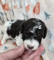 Twix, a male Poodle - Miniature  for sale in West Sacramento, CA – 1 of 2