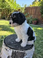 Taffy, a female Poodle - Miniature  for sale in West Sacramento, CA – 1 of 7