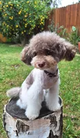 Sky, a female Poodle - Toy  for sale in West Sacramento, CA – 6 of 6