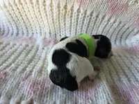 Sage, a male Poodle - Toy  for sale in West Sacramento, CA – Photo 2 of 4