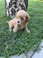 Peach, a female Poodle - Toy  for sale in West Sacramento, CA – 4 of 6