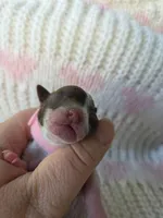 Willow, a female Poodle - Toy  for sale in West Sacramento, CA – Photo 3 of 4