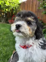 Remy, a male Poodle - Miniature  for sale in West Sacramento, CA – 5 of 10