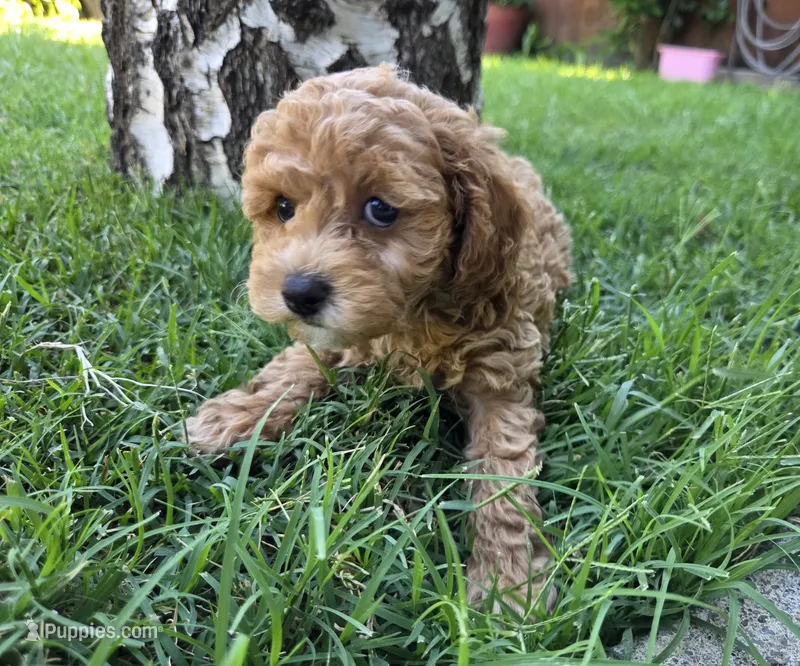 Maple – Poodle - Toy  puppy for sale in West Sacramento, CA