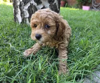 Maple, a female Poodle - Toy  for sale in West Sacramento, CA – 1 of 9