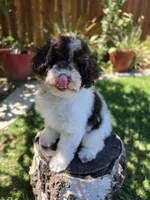 Twix, a male Poodle - Miniature  for sale in West Sacramento, CA – 5 of 9