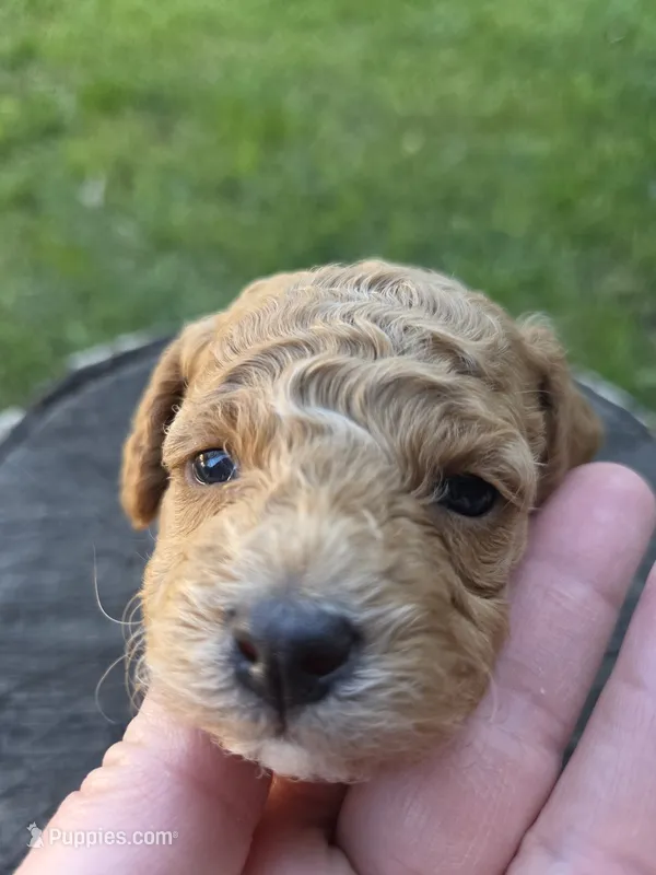 Maple – Poodle - Toy  puppy for sale in West Sacramento, CA
