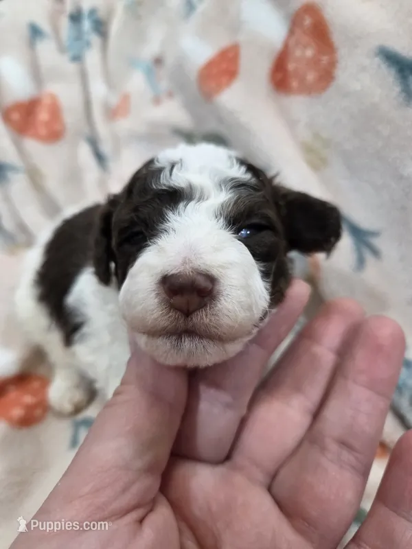 Kit – Poodle - Toy  puppy for sale in West Sacramento, CA