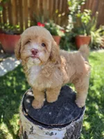 Honey, a female Poodle - Miniature  for sale in West Sacramento, CA – 4 of 8