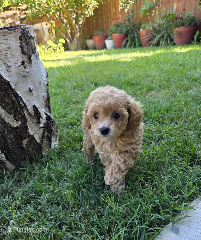 Peach – Poodle - Toy  puppy for sale in West Sacramento, CA