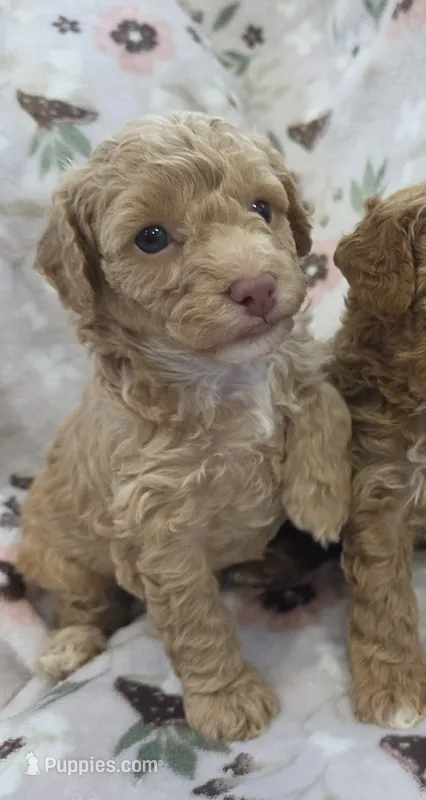 Honey – Poodle - Toy , Poodle - Miniature  puppy for sale in West Sacramento, CA