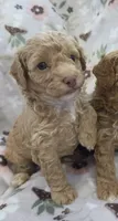 Honey, a female Poodle - Toy  and Poodle - Miniature  for sale in West Sacramento, CA – 1 of 2
