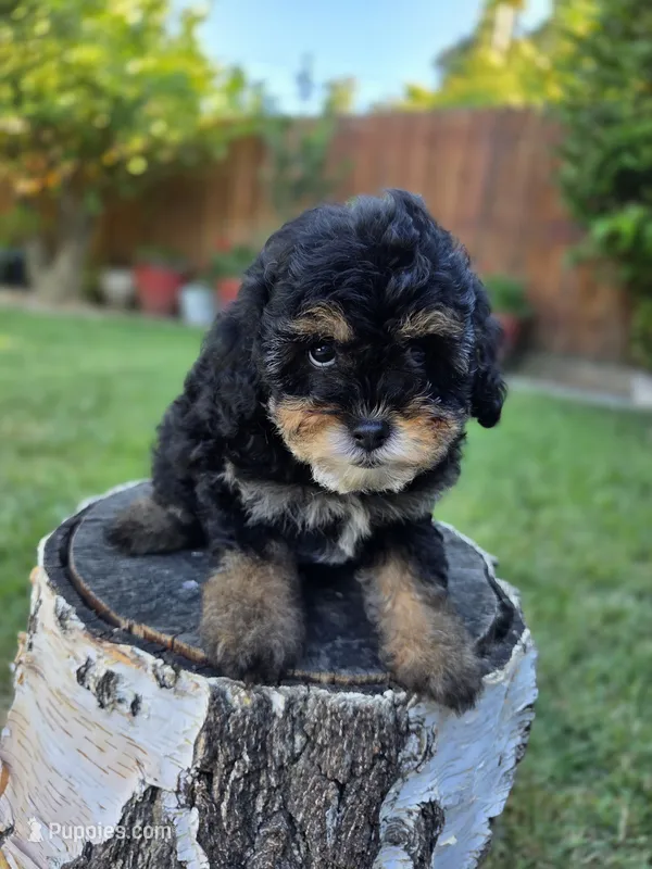 Truffle – Poodle - Toy , Poodle - Miniature  puppy for sale in West Sacramento, CA