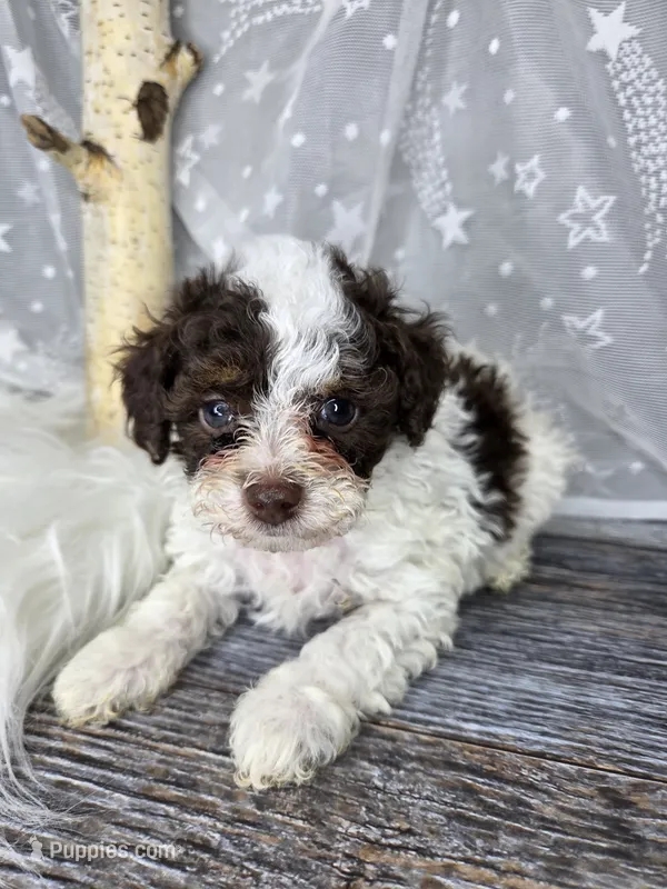 Kit – Poodle - Toy , Poodle - Miniature  puppy for sale in West Sacramento, CA