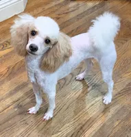 Sky, a female Poodle - Toy  for sale in West Sacramento, CA – 3 of 6
