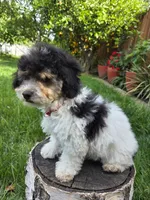 Remy, a male Poodle - Miniature  for sale in West Sacramento, CA – 3 of 10