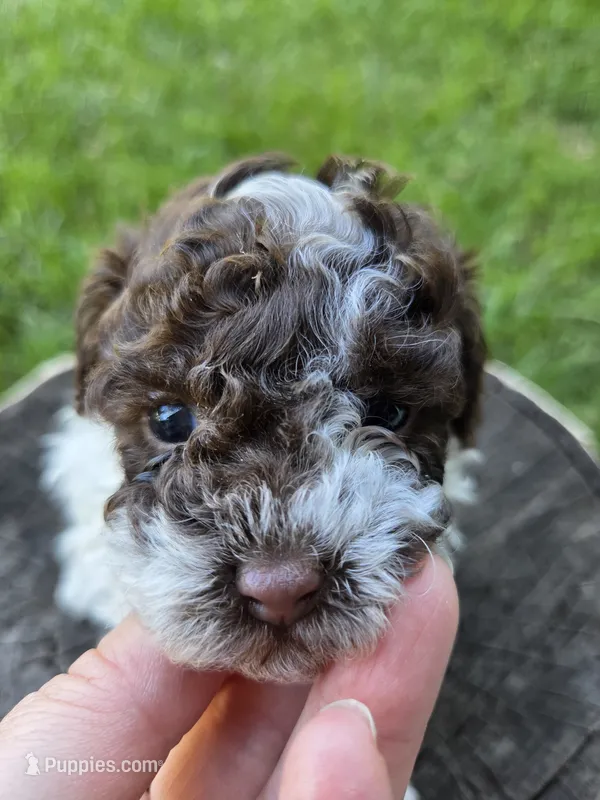 Willow – Poodle - Toy  puppy for sale in West Sacramento, CA