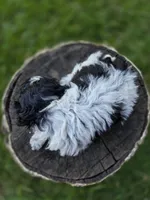 Sage, a male Poodle - Toy  for sale in West Sacramento, CA – 3 of 6