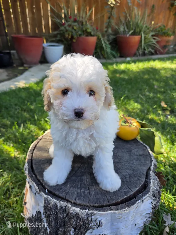 Magnus  – Poodle - Miniature  puppy for sale in West Sacramento, CA