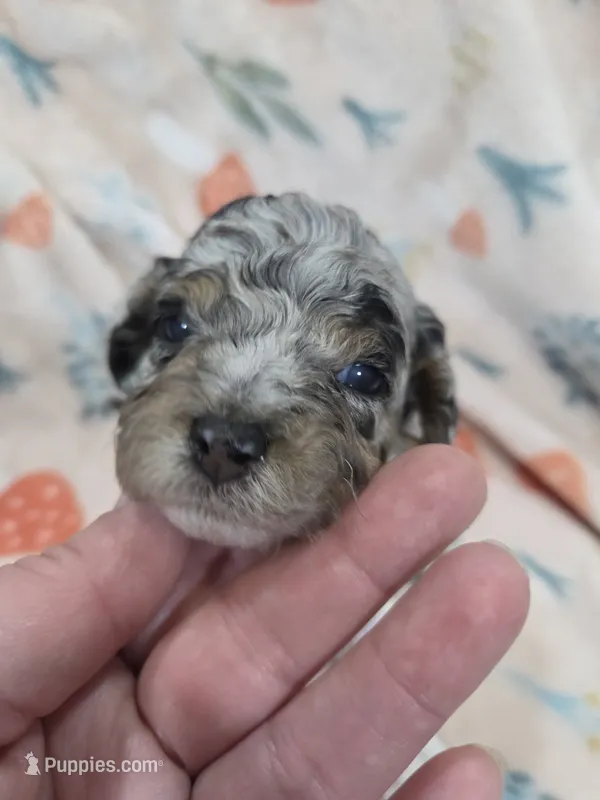 Boba – Poodle - Toy  puppy for sale in West Sacramento, CA