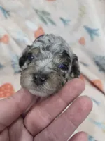 Boba, a male Poodle - Toy  for sale in West Sacramento, CA – 1 of 3