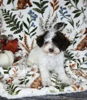 Raya -Chocolate Parti, a female Poodle - Toy  for sale in West Sacramento, CA – 1 of 8
