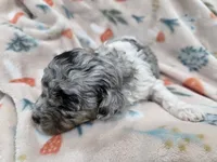 Boba, a male Poodle - Toy  for sale in West Sacramento, CA – 2 of 3
