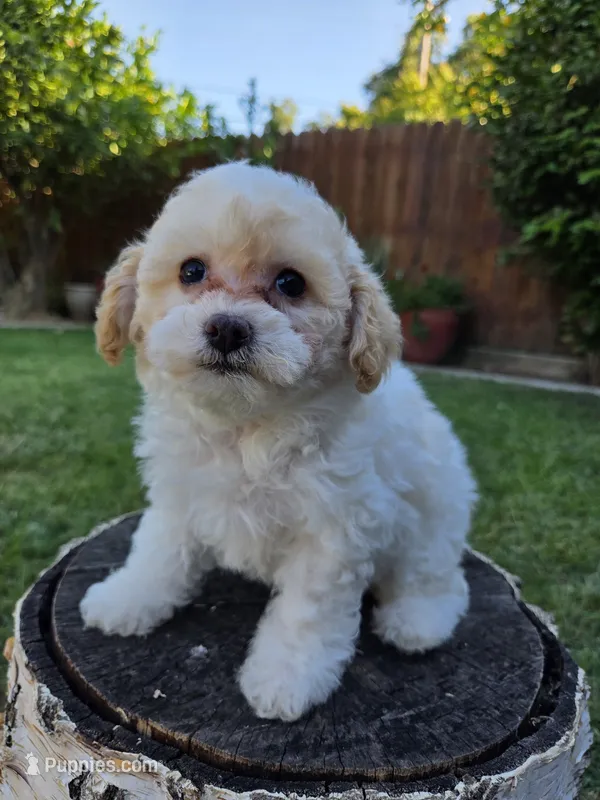 Sugar – Poodle - Toy  puppy for sale in West Sacramento, CA