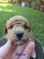 Maple, a female Poodle - Toy  for sale in West Sacramento, CA – 5 of 9