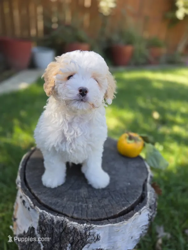 Magnus  – Poodle - Miniature  puppy for sale in West Sacramento, CA
