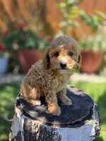 Maple, a female Poodle - Toy  and Poodle - Miniature  for sale in West Sacramento, CA – 2 of 5