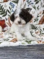 Raya -Chocolate Parti, a female Poodle - Toy  for sale in West Sacramento, CA – 7 of 8