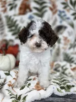 Raya -Chocolate Parti, a female Poodle - Toy  for sale in West Sacramento, CA – 8 of 8