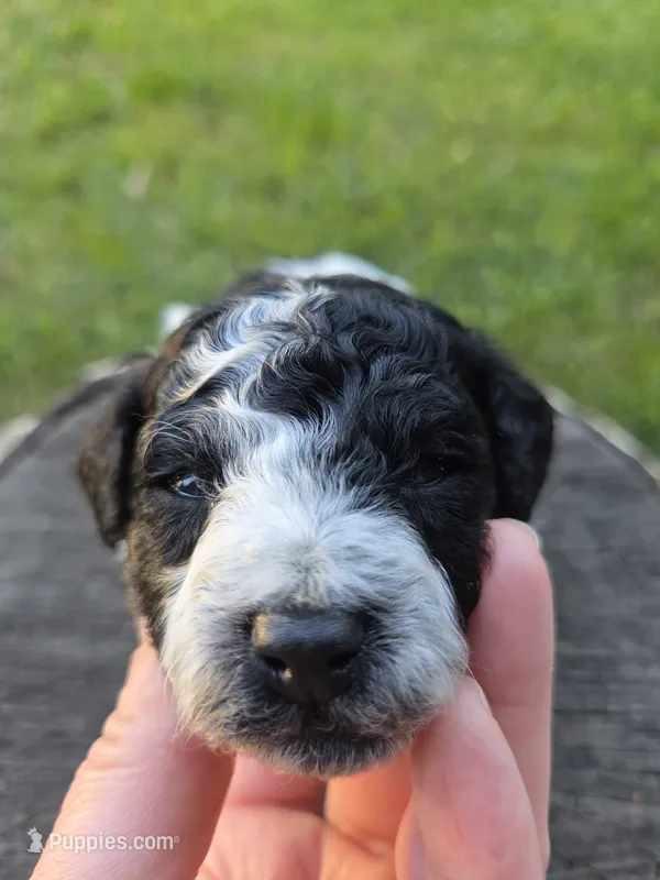Sage – Poodle - Toy  puppy for sale in West Sacramento, CA