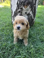 Peach, a female Poodle - Toy  for sale in West Sacramento, CA – 3 of 6