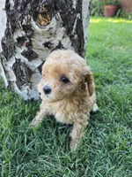 Peach, a female Poodle - Toy  for sale in West Sacramento, CA – 2 of 6