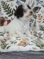 Raya -Chocolate Parti, a female Poodle - Toy  for sale in West Sacramento, CA – 5 of 8