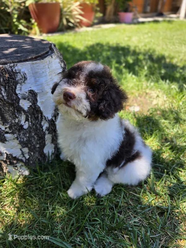 Twix – Poodle - Miniature  puppy for sale in West Sacramento, CA