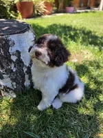 Twix, a male Poodle - Miniature  for sale in West Sacramento, CA – 1 of 9