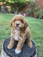 Lolly, a female Poodle - Miniature  for sale in West Sacramento, CA – 9 of 10