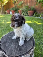 Willow, a female Poodle - Toy  for sale in West Sacramento, CA – 2 of 10