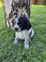 Sage, a male Poodle - Toy  for sale in West Sacramento, CA – 1 of 6