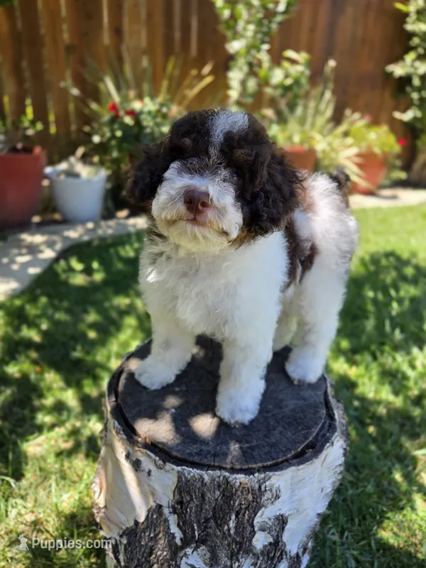 Twix – Poodle - Miniature  puppy for sale in West Sacramento, CA