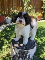 Twix, a male Poodle - Miniature  for sale in West Sacramento, CA – 3 of 9